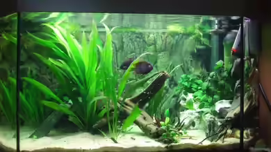 Becken 6451 von Melanie Burkhard