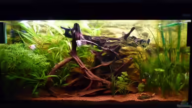 Becken 6461 von Helmut Stallhofer