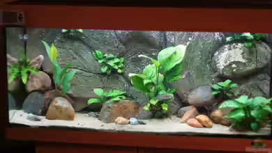 Becken 6475 von Bastian Otto