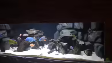 Becken 649 von robbe