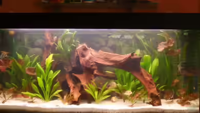 Becken 6512 von Andreas Müller