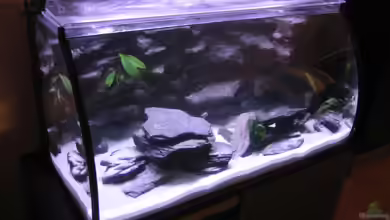 Becken 6529 von Andre Lorenz