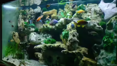 Becken 6558 von Aqua-Man11