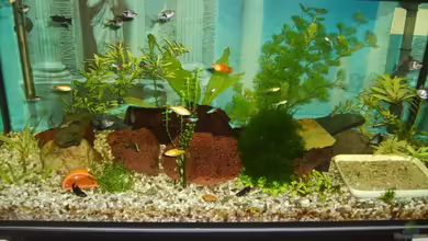 Becken 6573 von Silke Schlüter