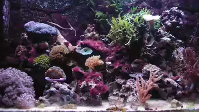 Becken 6578 von Putorius Furo