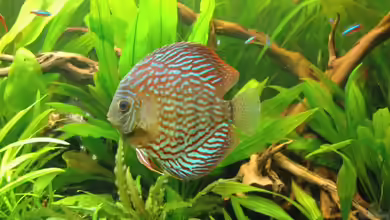 Becken 6607 von Stephan Hansmann