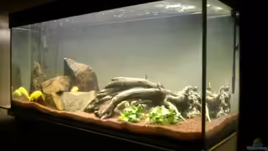 Becken 6618 von Mista_Birdy