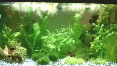 Becken 6625 von Maria Blumenthal