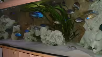 Becken 6642 von Nimbo