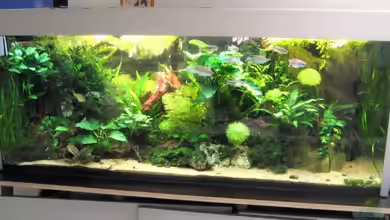 Becken 6667 von Gerhard Farnbacher