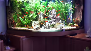 Becken 6695 von kaulquappe