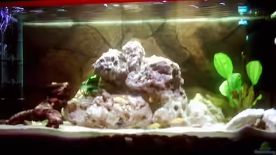 Becken 671 von Thomas Neuhaus