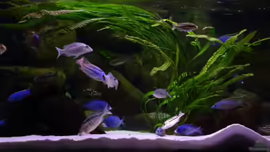 Becken 6712 von Klaus Lischka