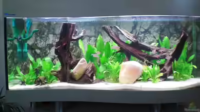 Becken 6740 von Thomas Schmitz