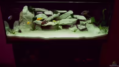 Becken 675 von Tim Meier