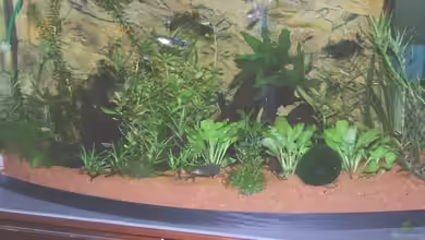 Becken 6789 von Monika Panksy