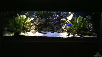 Becken 679 von Michael Meyer