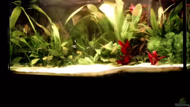 Becken 6803 von David Düsel