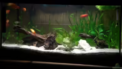 Becken 6805 von Büdi II