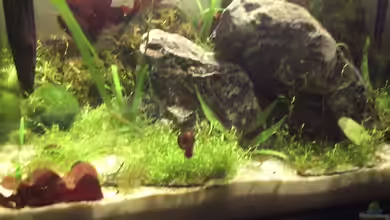 Becken 6814 von Jonas Müller2