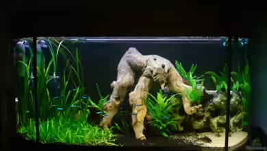 Becken 6836 von Daniel Drescher