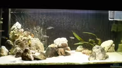 Becken 6839 von Patrick Rohde