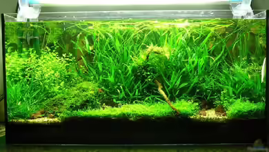 Becken 6856 von Thomas Zehren