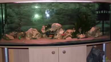 Becken 6862 von Dirk Meurer