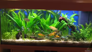 Becken 6867 von Uwe Pilger