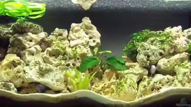 Becken 6868 von Philipp Schneider