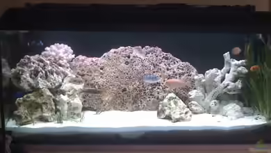 Becken 6881 von Harald Ollenburg