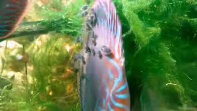 Becken 6897 von Solitary