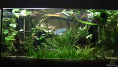 Becken 6941 von Susann Czaika