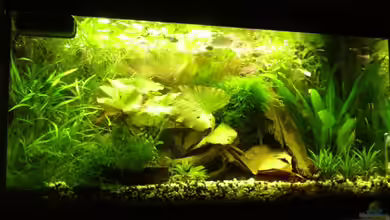 Becken 6960 von Rico