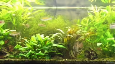 Becken 6965 von Torsten