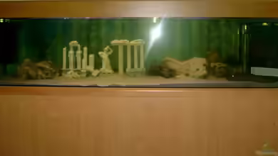 Becken 697 von Bettina Reinschlüssel