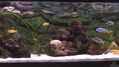 Becken 6972 von Mario S.