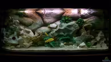 Becken 7007 von hundetatwaffe