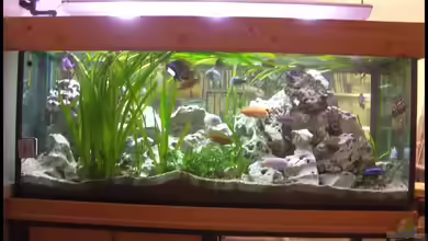 Becken 7069 von knoeri