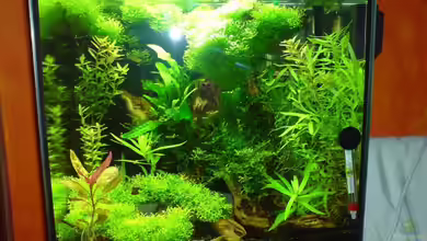 Becken 7074 von Katzenmutti