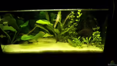 Becken 7100 von Marco Vasev