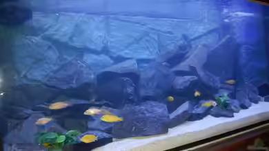 Becken 7109 von Claus Becker