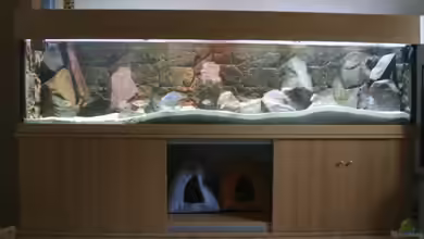 Becken 7121 von Applehorsti