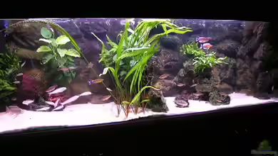 Becken 713 von Peter Hübner