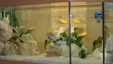 Becken 7135 von lucky-luke.ch