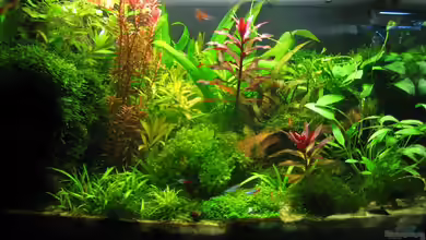 Becken 7182 Nur noch als Beispiel von Silvia