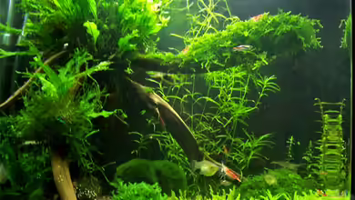 Becken 7203 von Buster