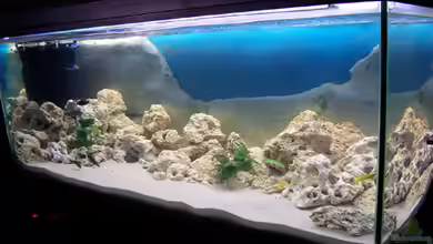 Becken 722 von Dominic Lehmann