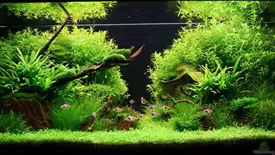 Becken 7220 von Tutti