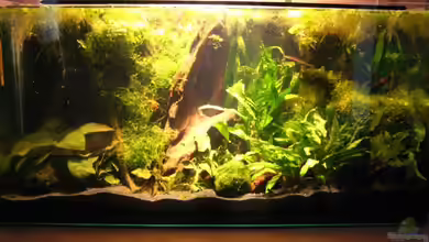 Becken 7222 von Simon